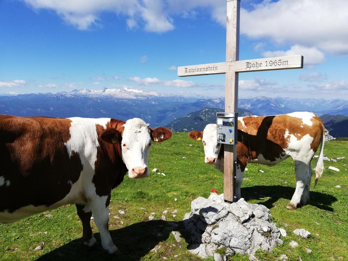 Ferienwohnung Fuchs Bad Mitterndorf Ngoại thất bức ảnh
